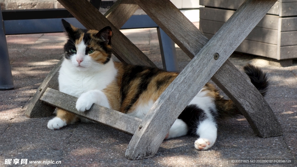 猫