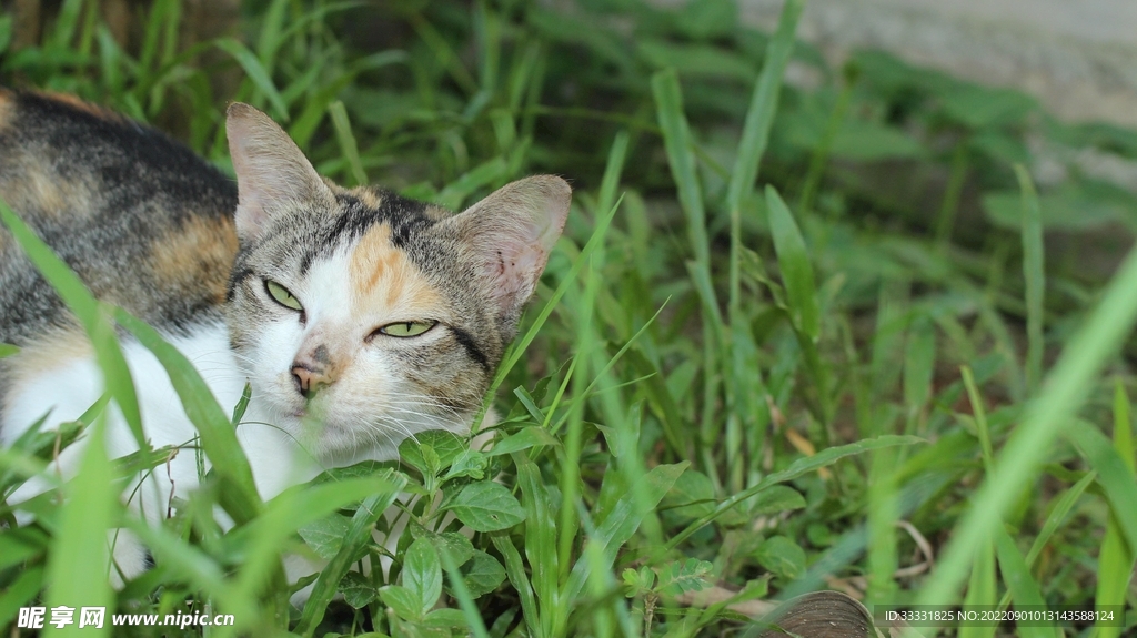 猫