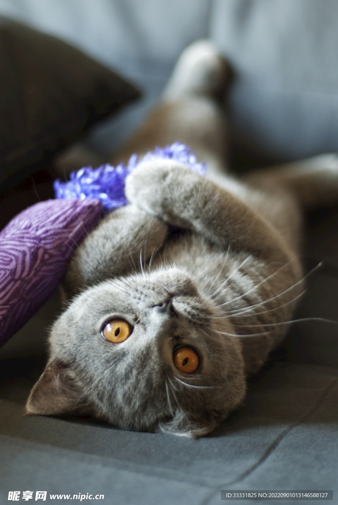 猫