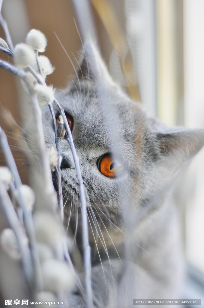 猫