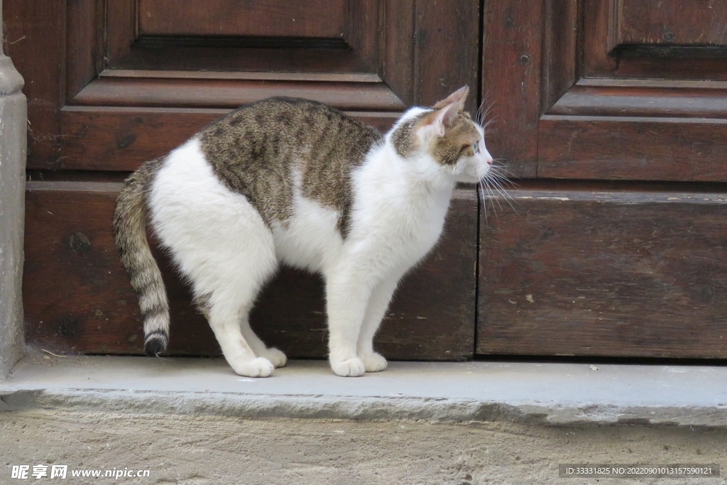 猫