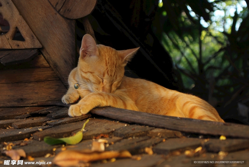 猫
