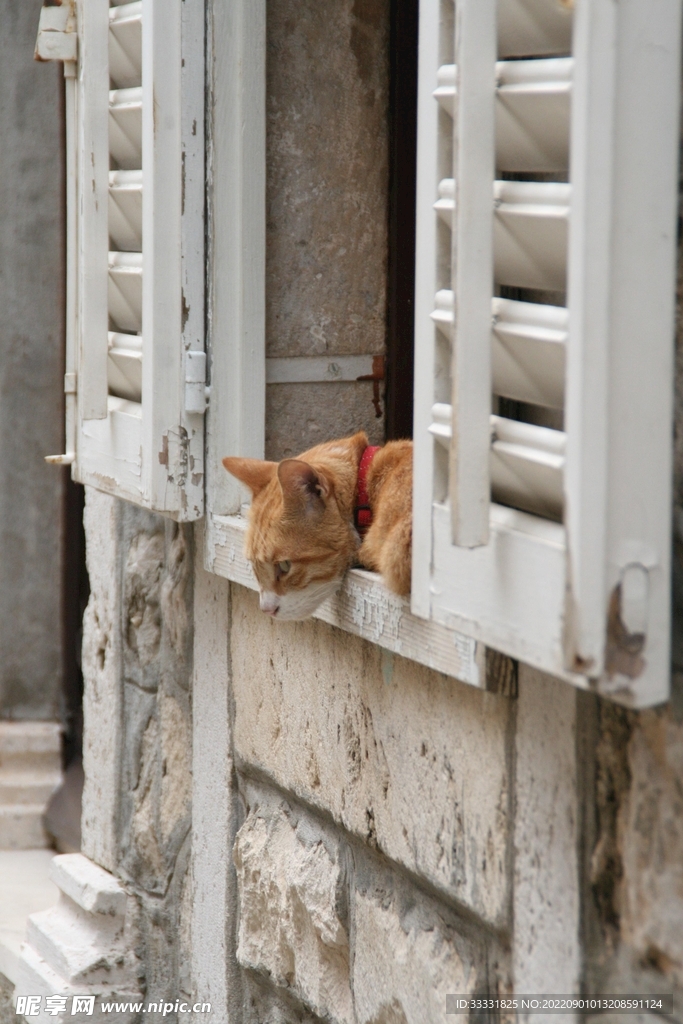 猫