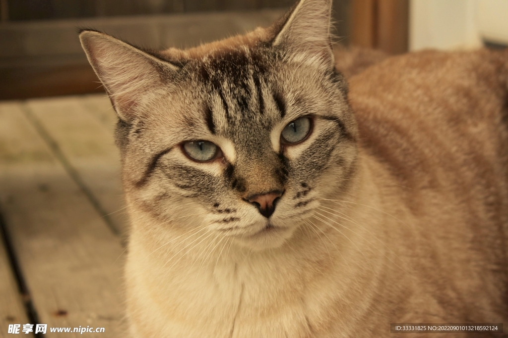 猫