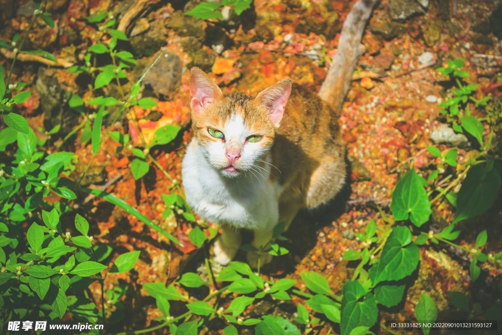 猫