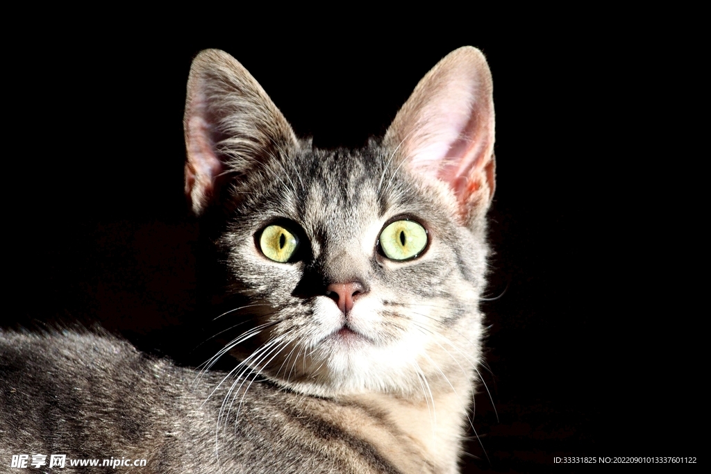 猫