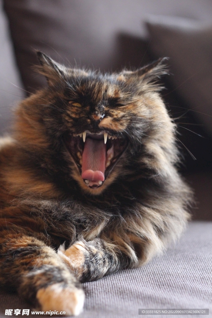 猫