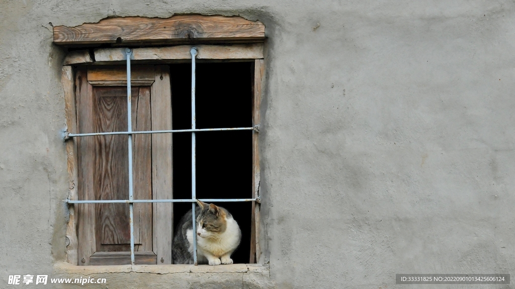 猫