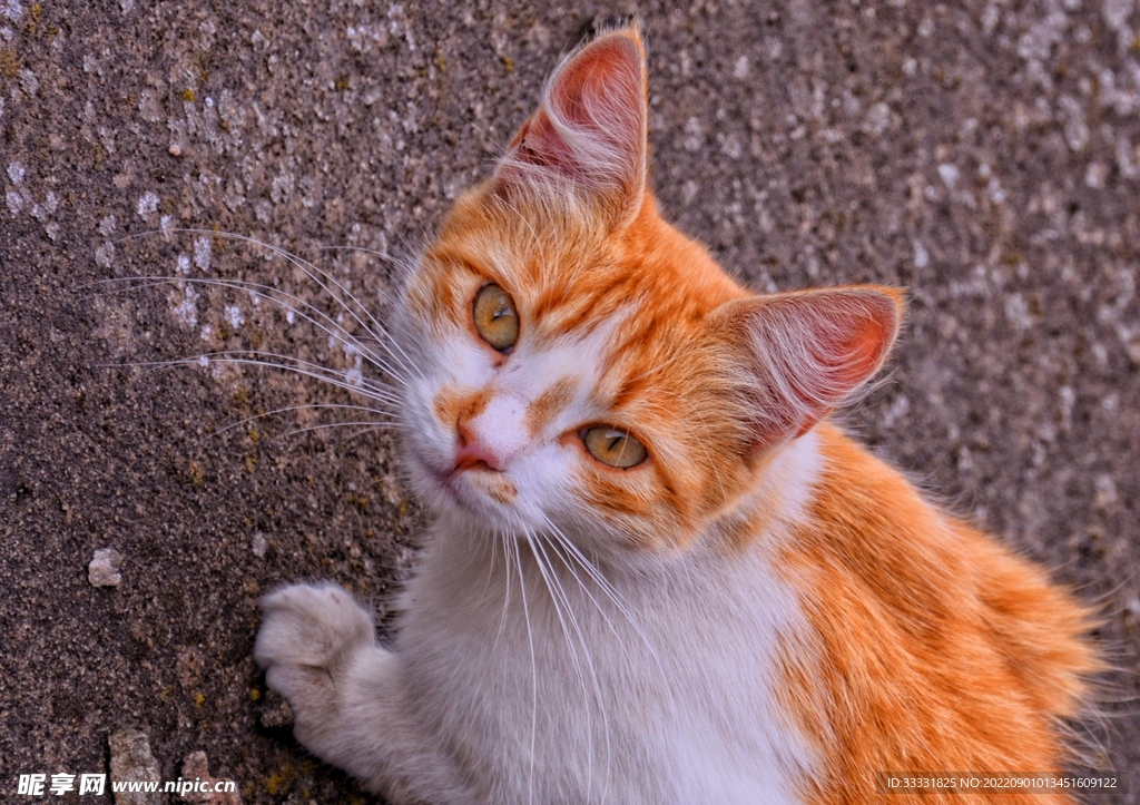 猫