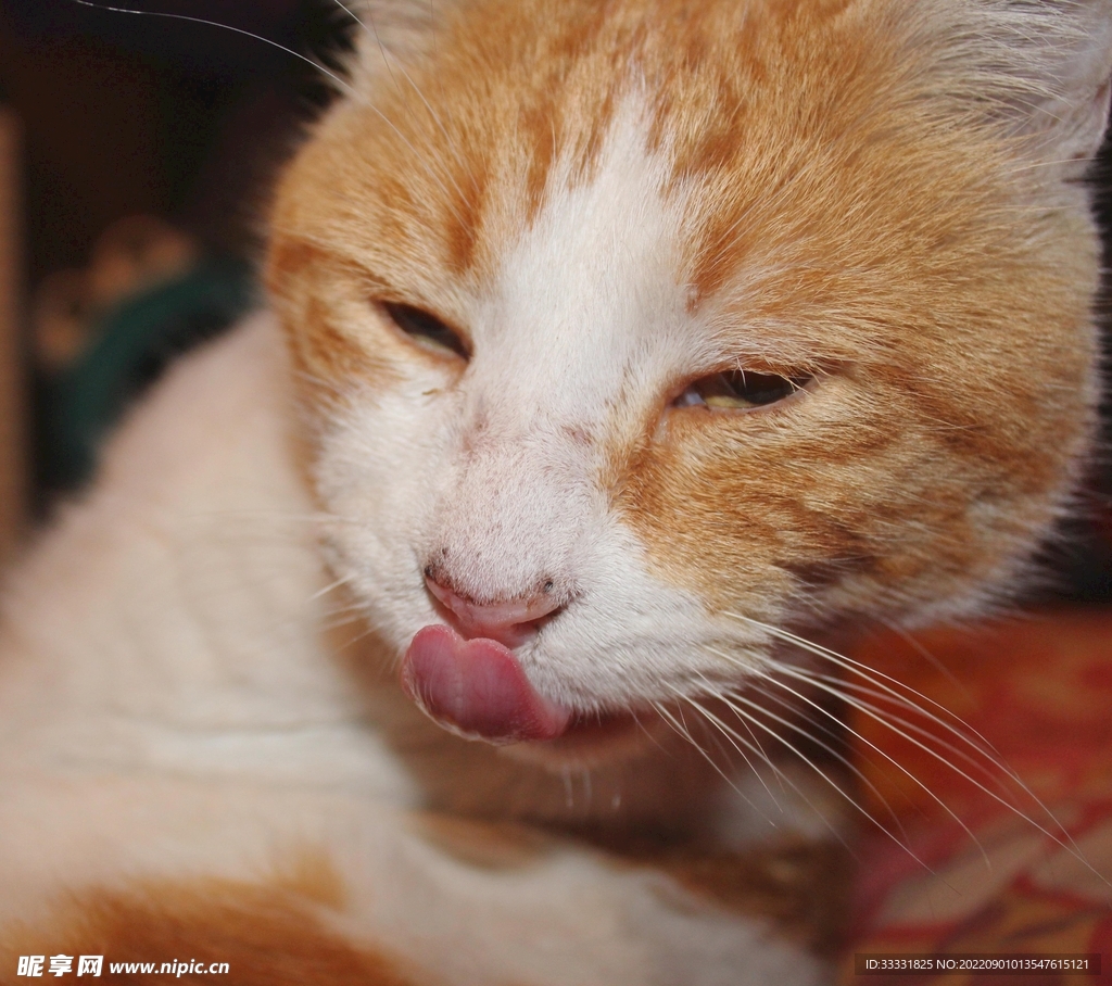 猫
