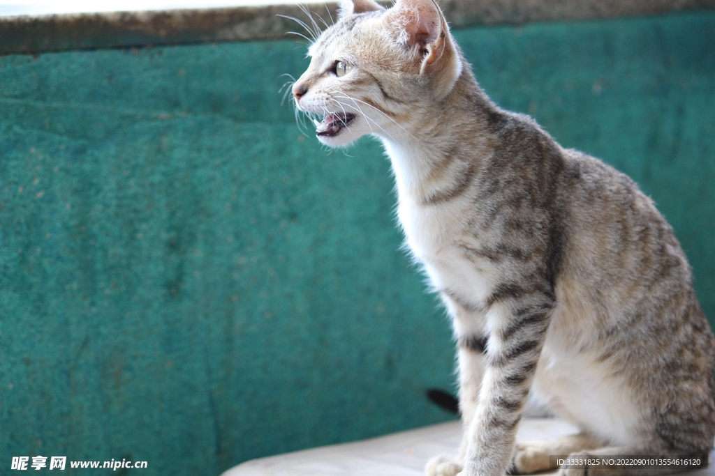 猫