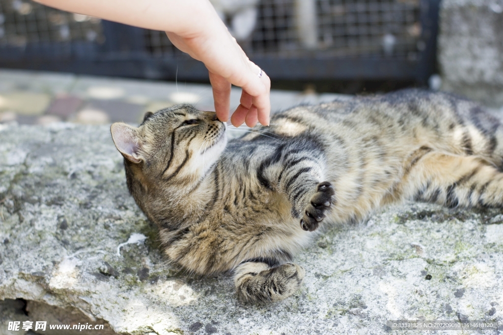 猫
