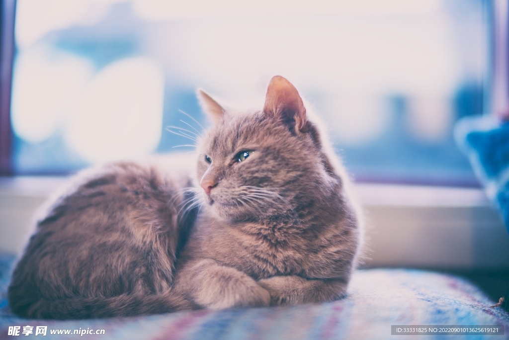 猫