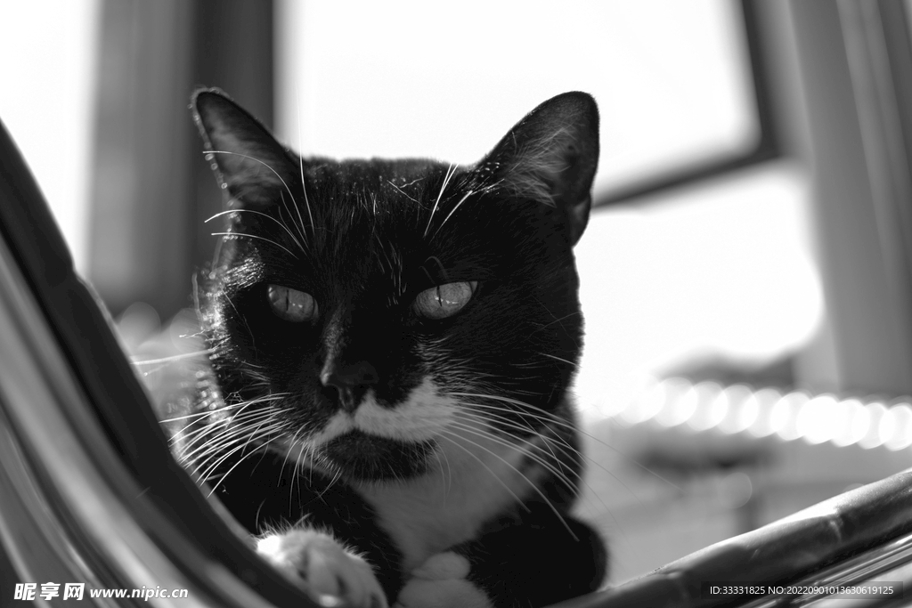 猫