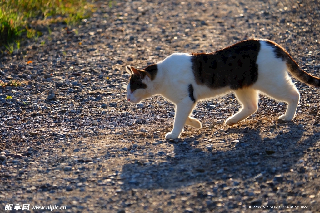 猫
