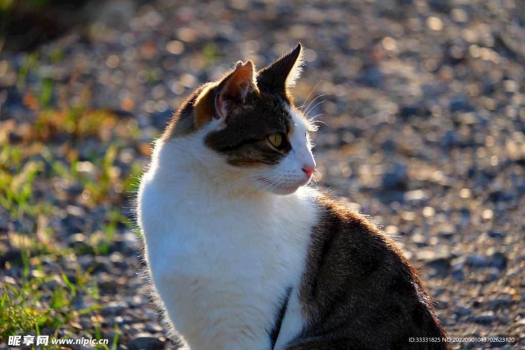猫