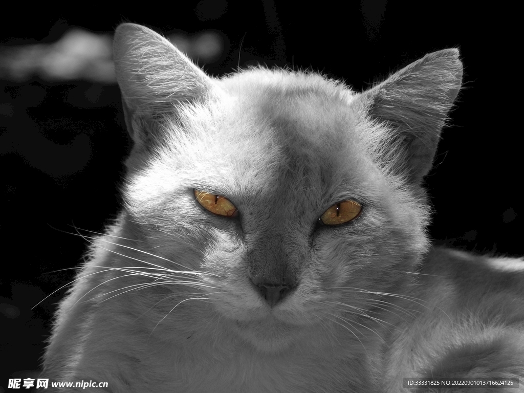 猫