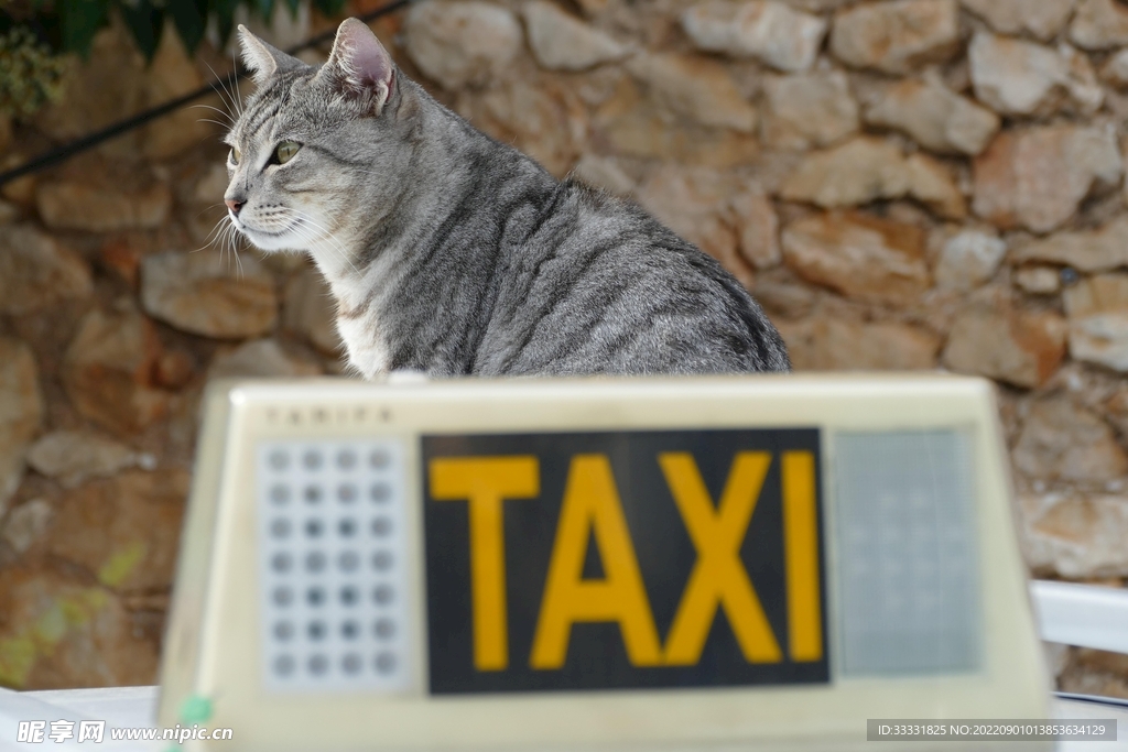 猫