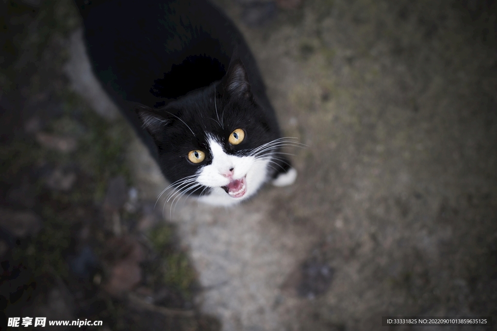 猫