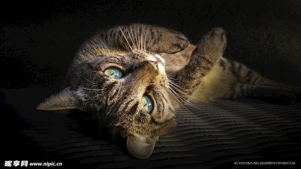 猫