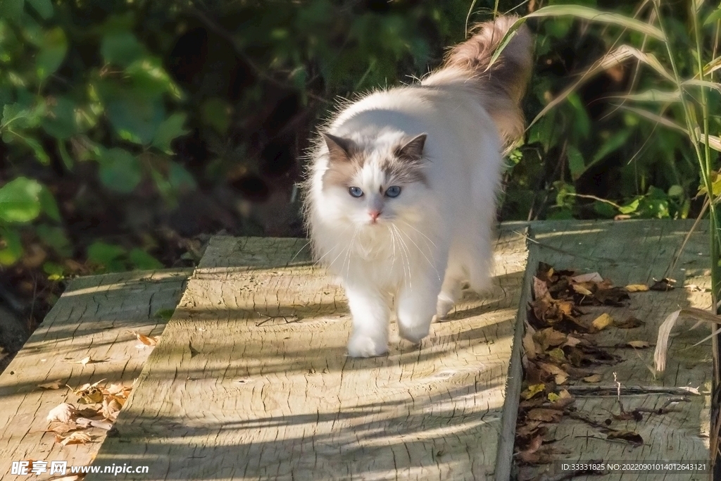 猫