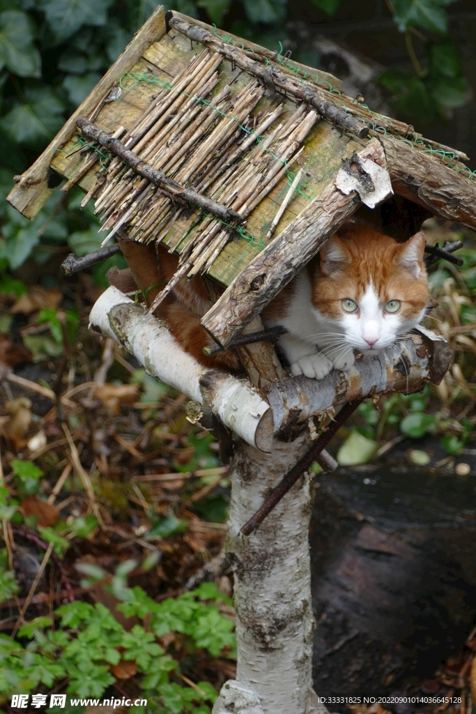 猫