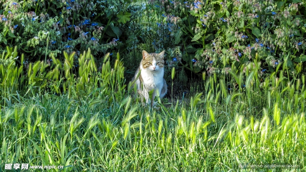 猫