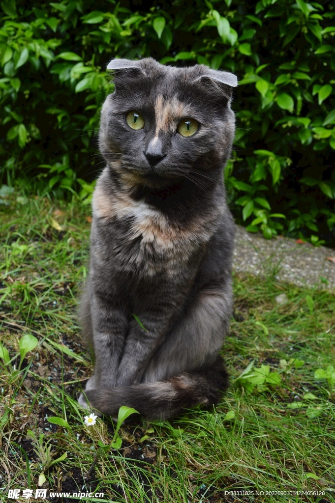 猫