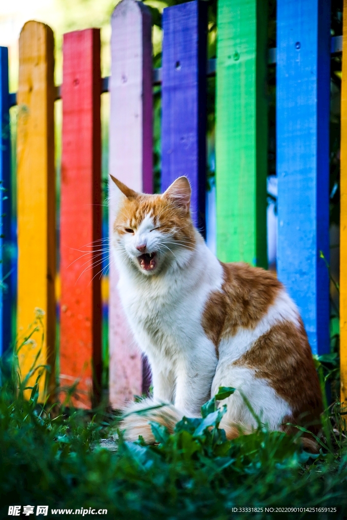 猫