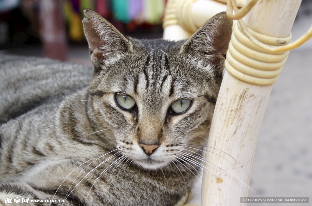 猫