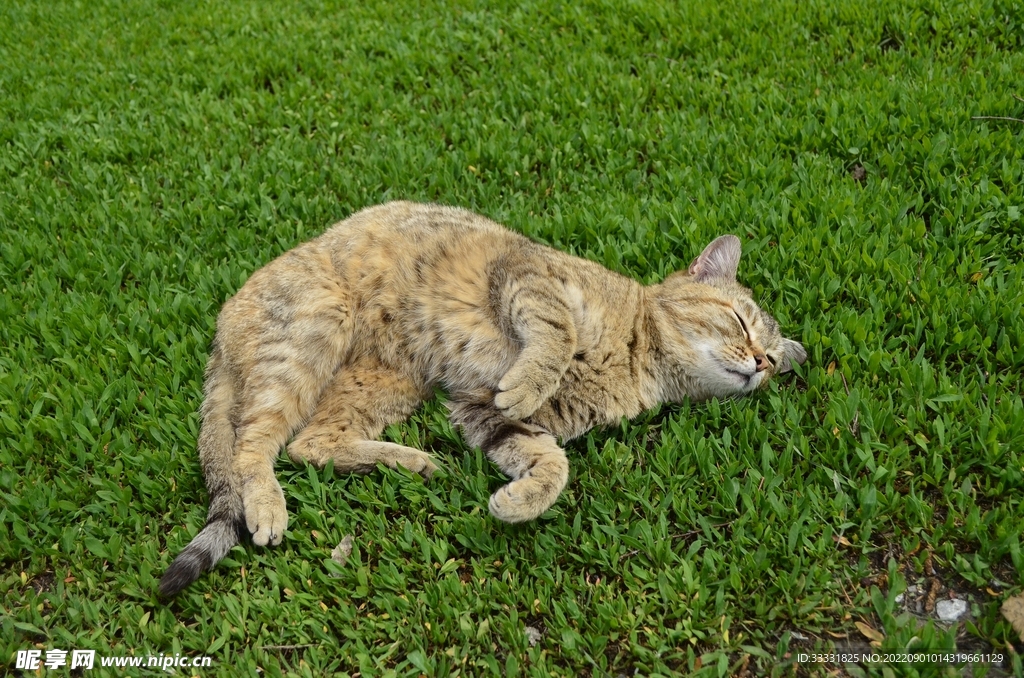 猫