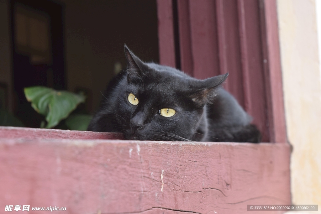 猫
