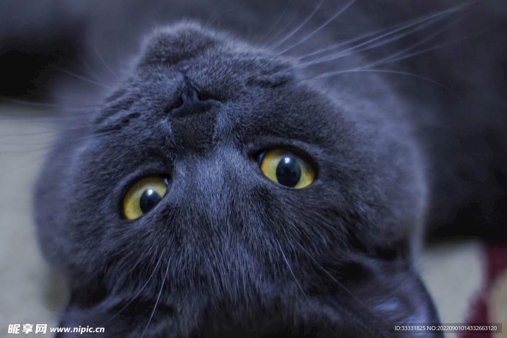 猫