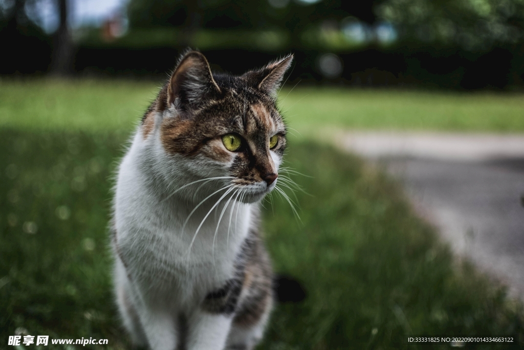 猫