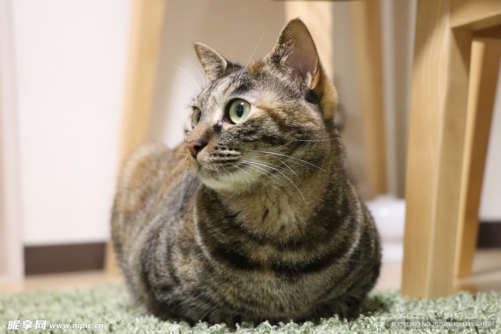 猫