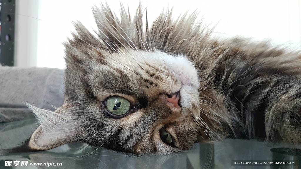 猫