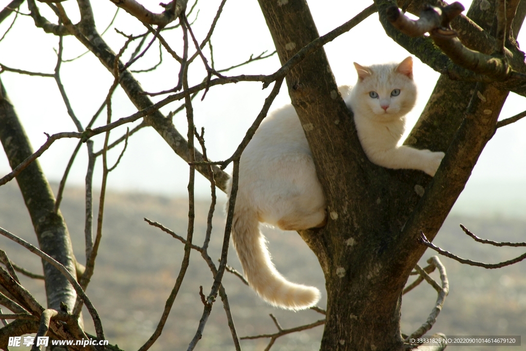 猫