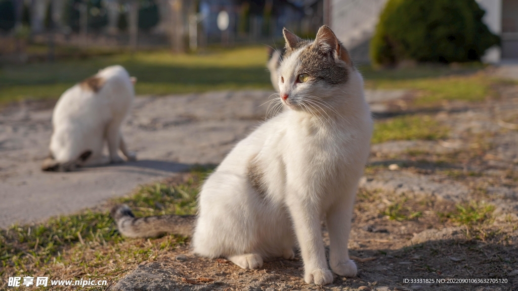 猫