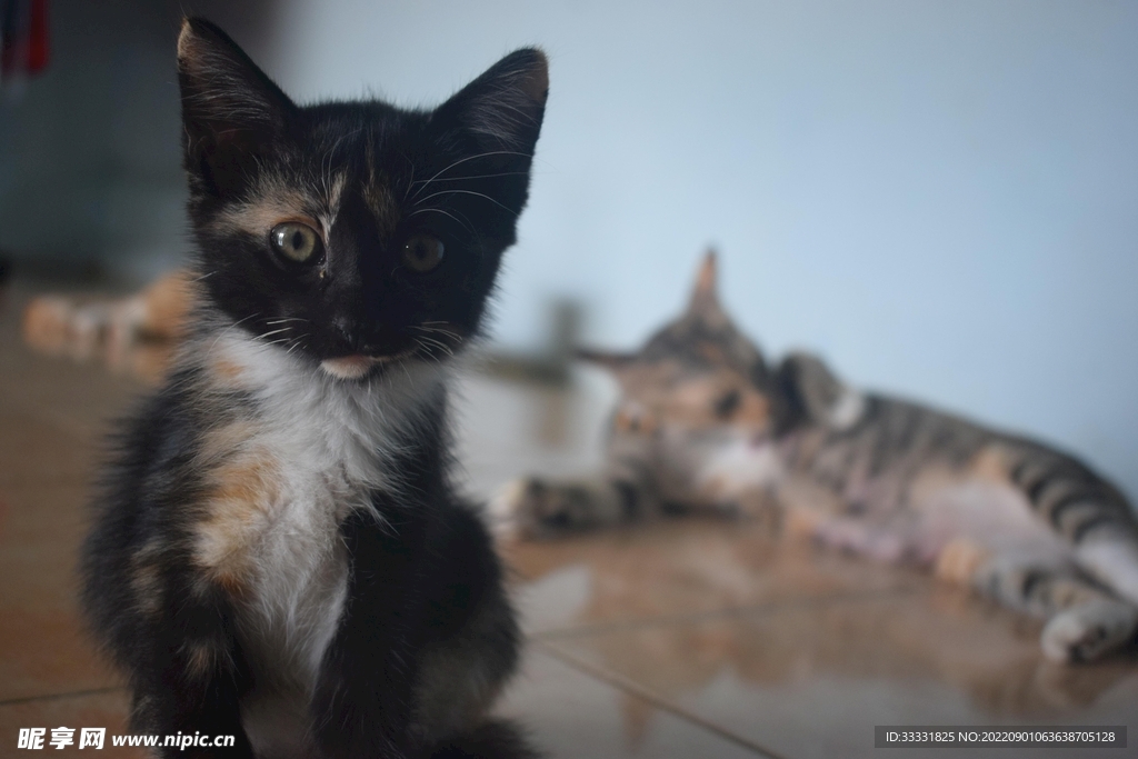 猫