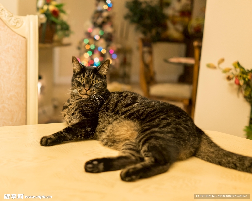 猫