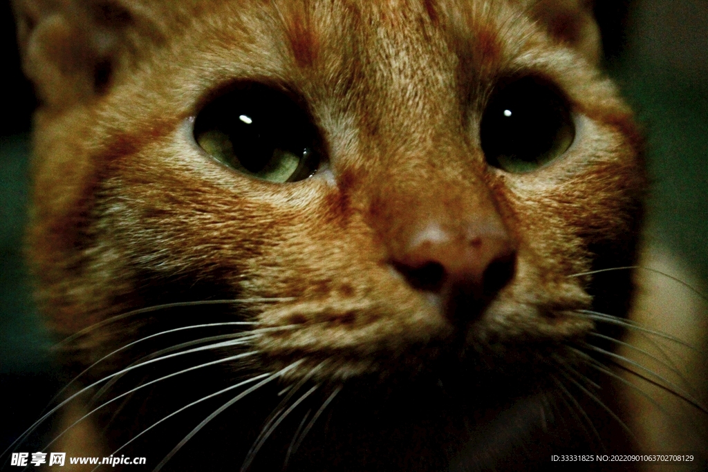 猫