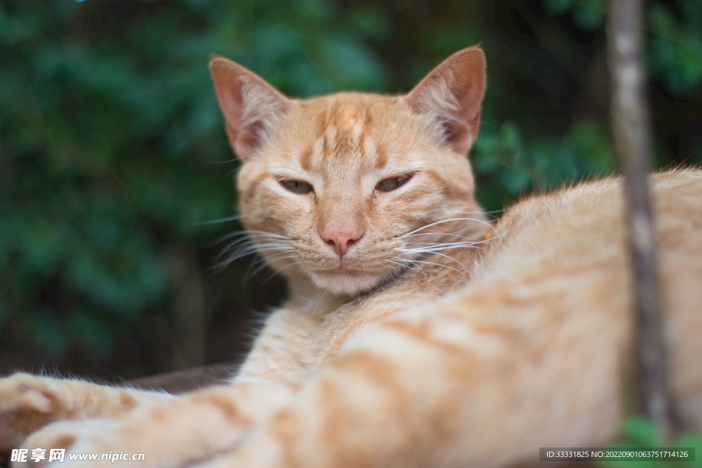 猫