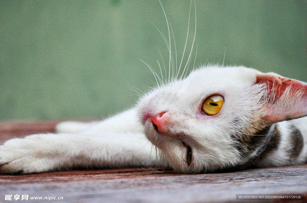 猫