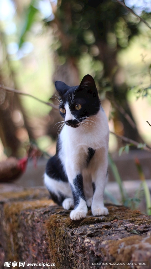 猫