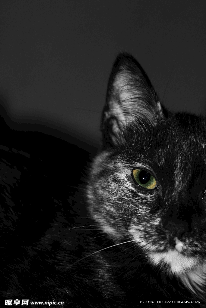 猫