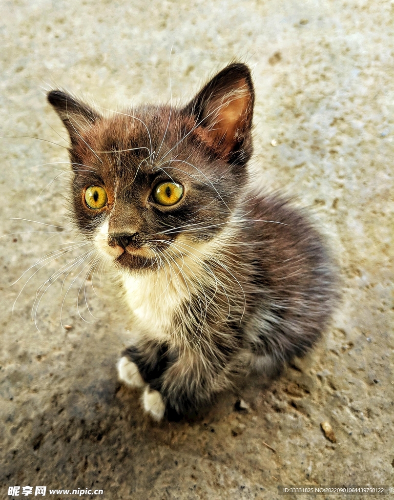 猫