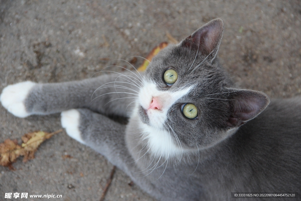 猫