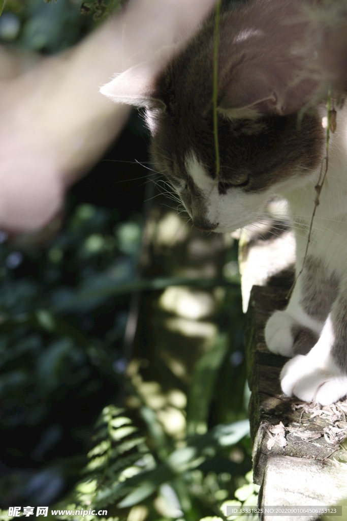 猫