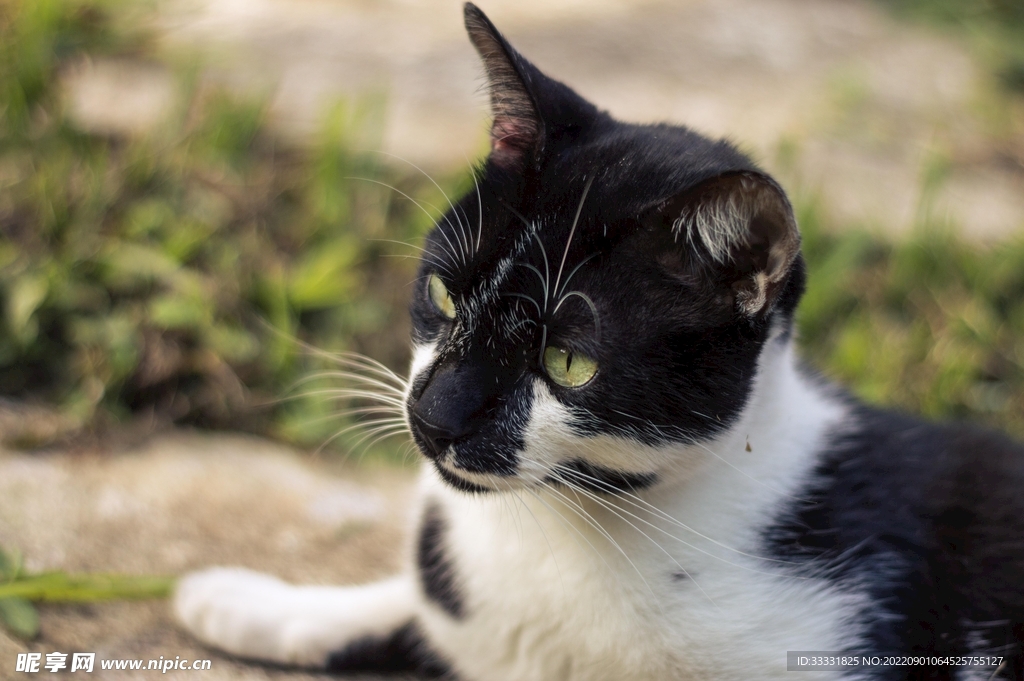 猫