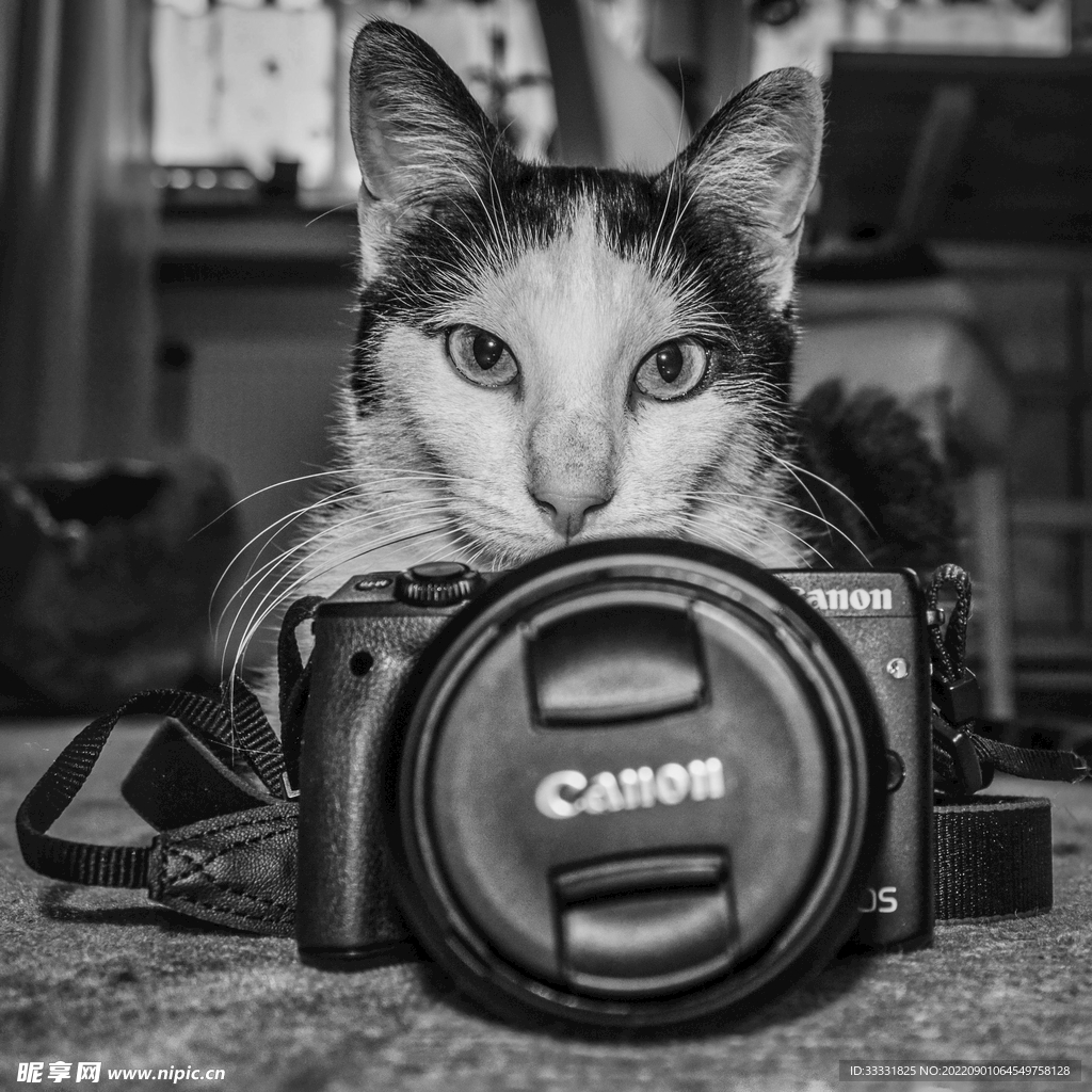 猫